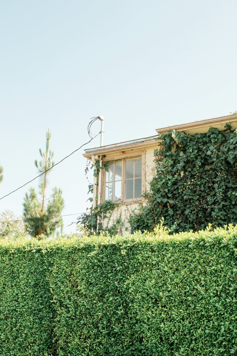 Maison bordée d'une grande haie taillée